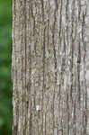 Overcup oak